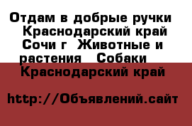 Отдам в добрые ручки  - Краснодарский край, Сочи г. Животные и растения » Собаки   . Краснодарский край